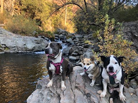 Summer Heat – Dog Walking and potty break protocols