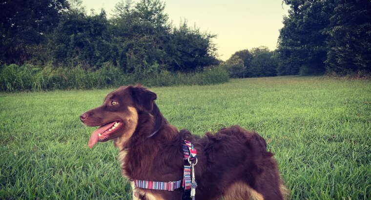 New Client Promo!! Free Meet and Greets all of February and starts TODAY (JAN 27th)  An article about why dog walking is a gift to both you and your pups!