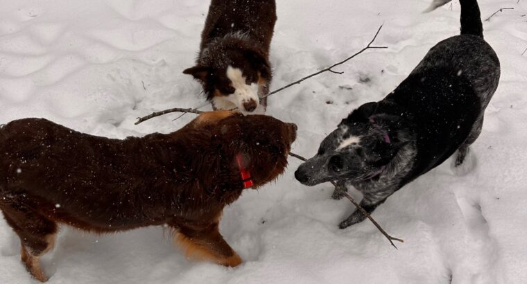 Winter blast is past!  Back in action! Potty break / dog walking options open in 3 cities! Book now for same day quote!