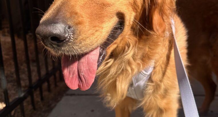 October News – Dog Walking Season – New Client Promo  (Annual Pack Walk at Devil’s Den Tentatively November 3rd)